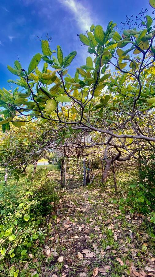 Morada Venturi Villa Atins Dış mekan fotoğraf